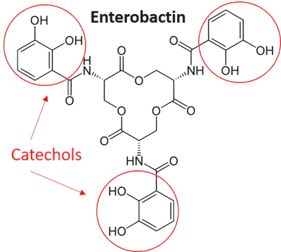 Figure 2. Enterobactin uses catechols (red) to bind iron and copper. [Source](https://en.wikipedia.org/wiki/Enterobactin#/media/File:Enterobactin.svg).