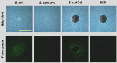 Figure 3. When _E. coli_ and _B. subtilis_ are grown on agar together (top left), _B. subtilis_ begins sporulation indicated by the expression of fluorescent proteins (bottom left). However, culturing _B. subtilis_ with _B. circulans_ (top right), doesn't induce sporulation (bottom right). [Source, Fig. 1](http://aem.asm.org/content/83/10/e03293-16/F1.expansion.html).